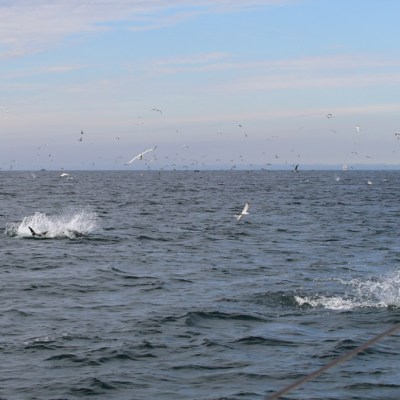 Birds flying over ocean with fish splashing in water.