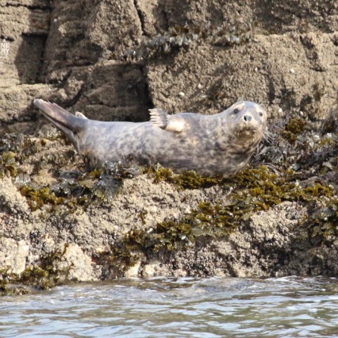 Seal lying on rocky shore with seaweed.