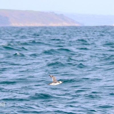Seagull flying over the ocean with distant coastline in the background.
