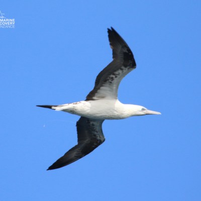 Seabird with long wings spread flying against a clear blue sky.
