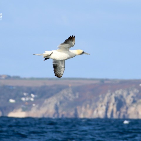 Seabird flying over ocean with cliffs in the background.