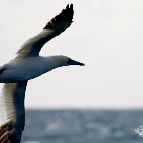 A gannet in flight over the ocean against a clear sky.