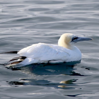 White seabird floating on calm ocean water.