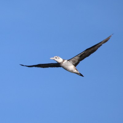 Bird with outstretched wings flying against a clear blue sky.