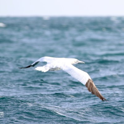 Bird with white body and brown wings flying low over ocean waves.