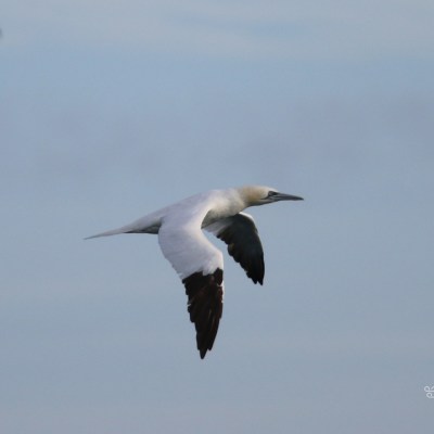 White seabird with black wingtips soaring in cloudy sky.