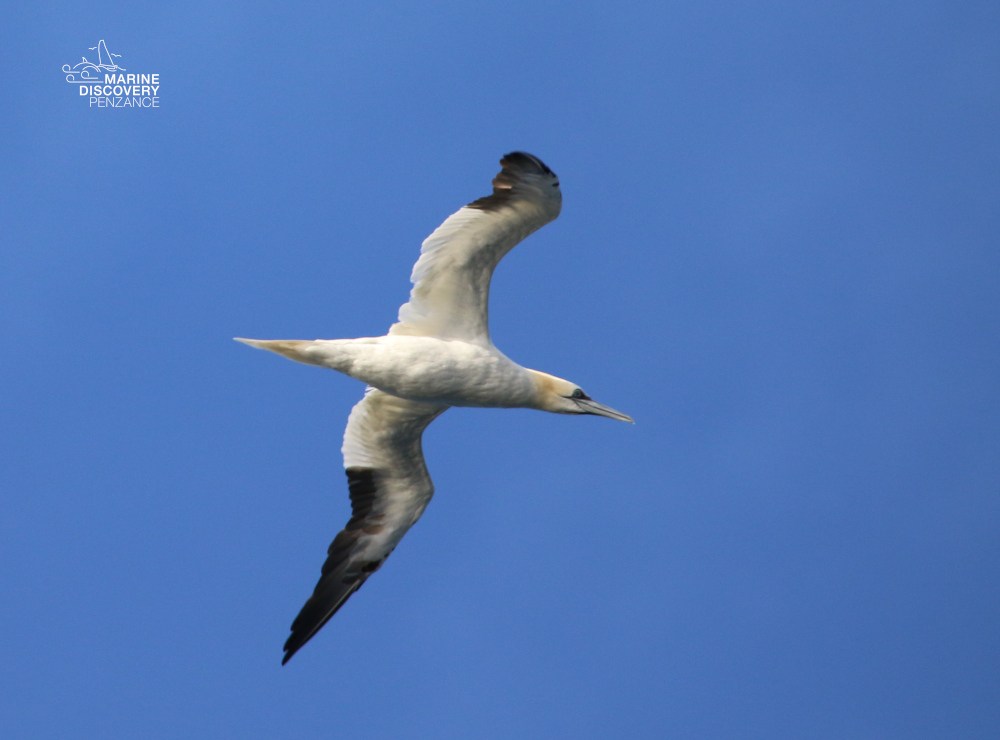 Gannet bird flying in a clear blue sky with outstretched wings.