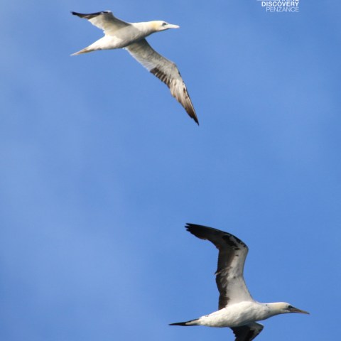 Two seabirds flying in a blue sky.