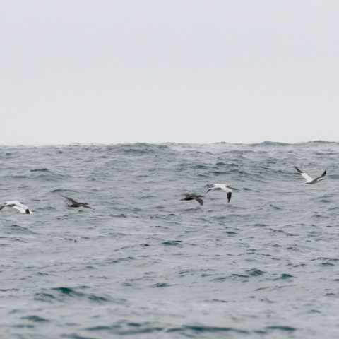 Several birds flying low over the ocean waves on a cloudy day.