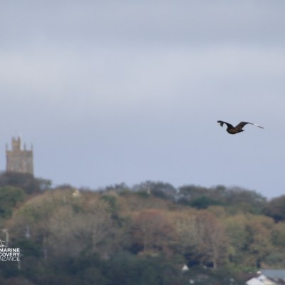 Bird flying over trees with blurred tower in background.