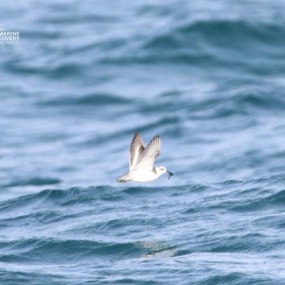 A bird flying low over the ocean waves with wings spread.