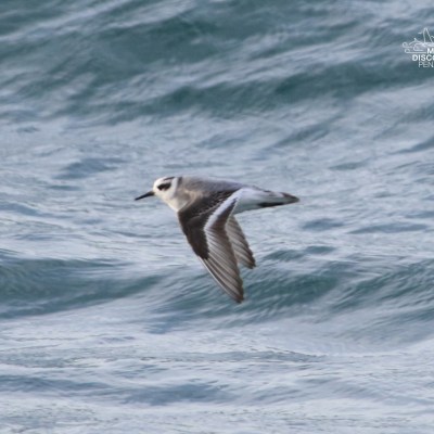 A seabird with dark wings flying over choppy ocean waves.