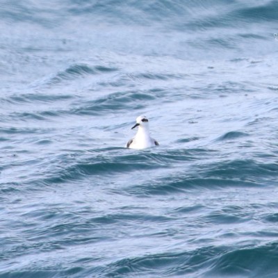 Bird floating on wavy ocean surface, distant view.