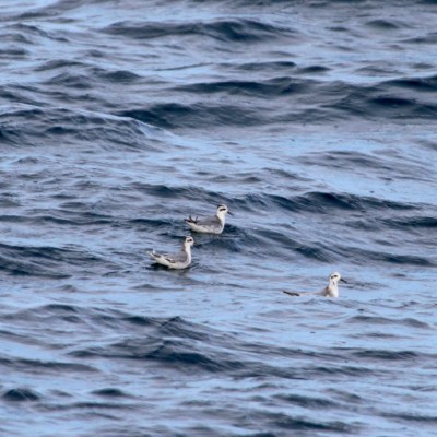 Three birds floating on choppy ocean water.