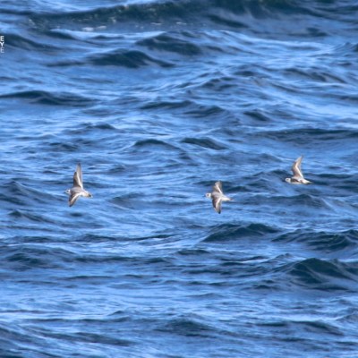 Three birds flying over a wavy ocean surface.