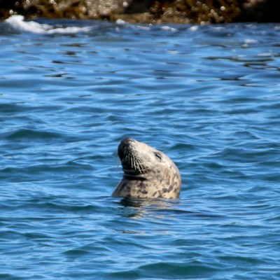Seal head above water, ocean background with ripples.