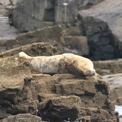 Seal resting on rocky shoreline with a backdrop of larger stone formations.