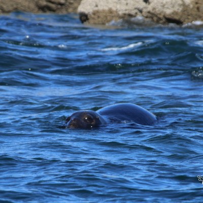 Seal's head poking out of blue ocean near rocky shore.