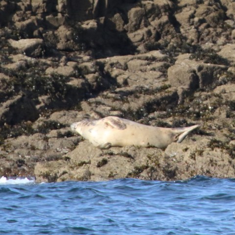 Seal resting on rocky shore near the ocean water.