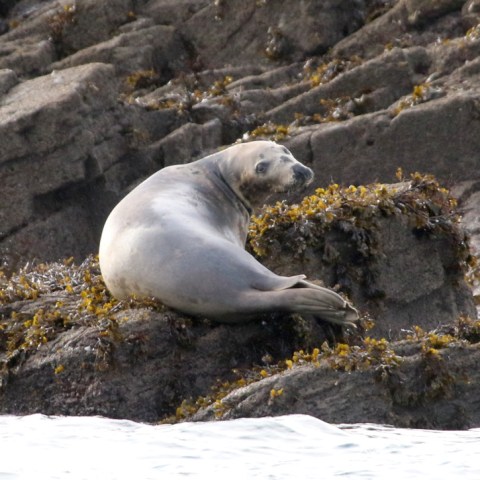 Seal lying on a rocky shore with seaweed.
