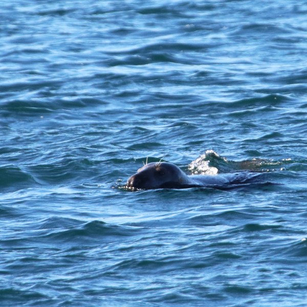 Seal swimming partially submerged in blue ocean water.