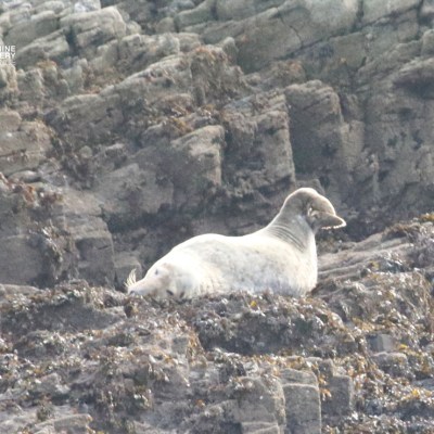 A gray seal resting on rocky terrain with seaweed.