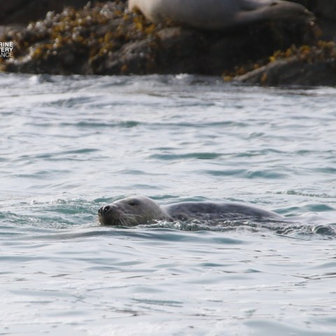Seal swimming in the water near a rocky shore with another seal resting.