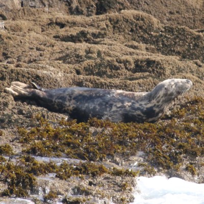 Seal lying on rocky shore covered with seaweed.