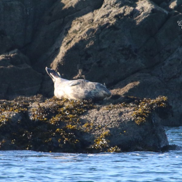 Seal resting on a rocky shore with seaweed, surrounded by water.