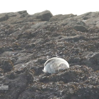 Seal lying on rocky, seaweed-covered shore.