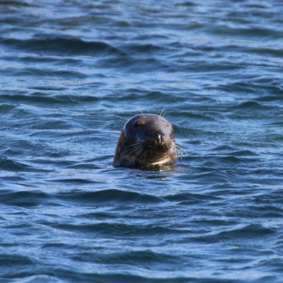 Seal peeking above water surface in the ocean.