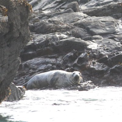 Seal resting on rocky shore with ocean waves.