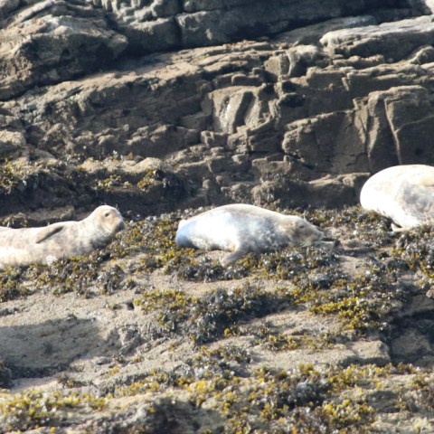 Three seals resting on rocky shore with seaweed.