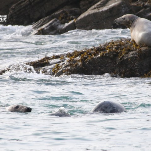 Seals swimming and resting on rocky shore by the sea.