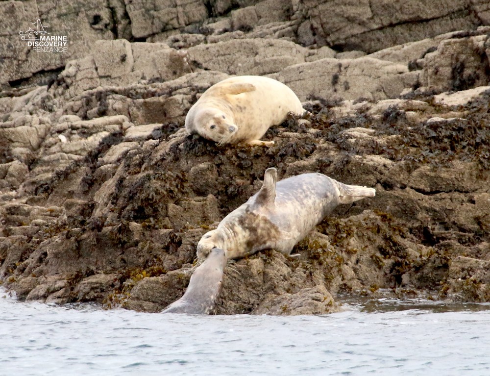 Two seals relaxing on rocky shore by the water's edge.