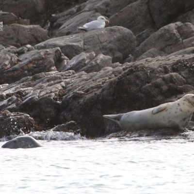 Seal resting on rocky shore with seagull nearby.