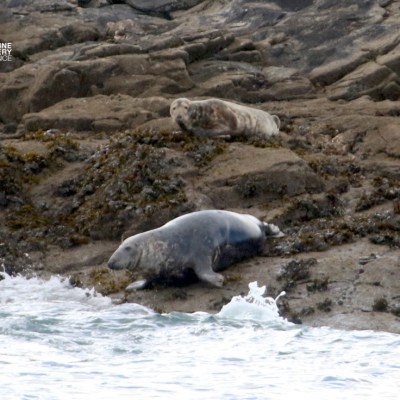 Two seals resting on rocky shore with seaweed and ocean waves nearby.