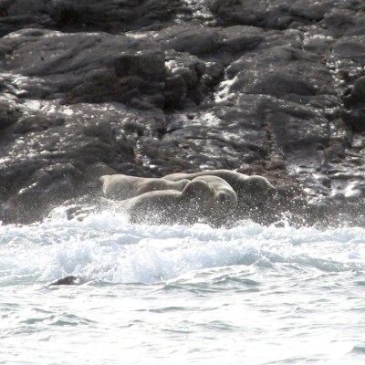 Seals resting on rocky shore with waves splashing.