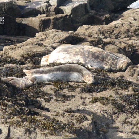 Two seals resting on rocky shoreline with seaweed.