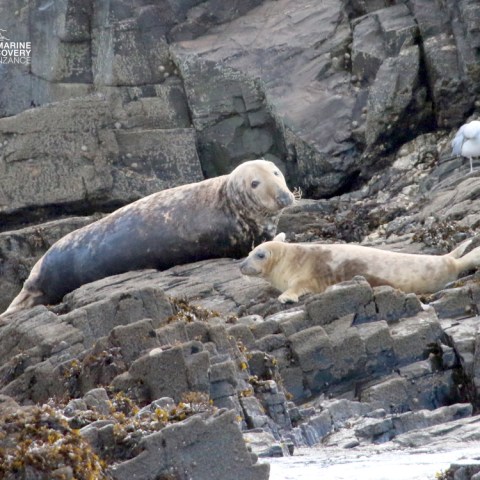 Two seals resting on rocky terrain with a seagull nearby.