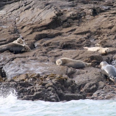 Seals resting on rocky shore near ocean waves.