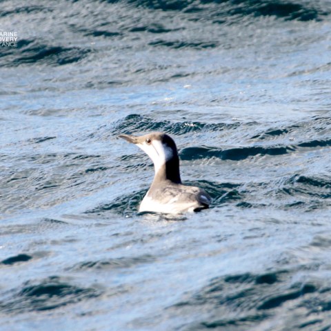 A seabird swimming on wavy water surface.