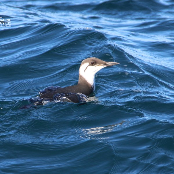 A loon swimming on wavy blue water.