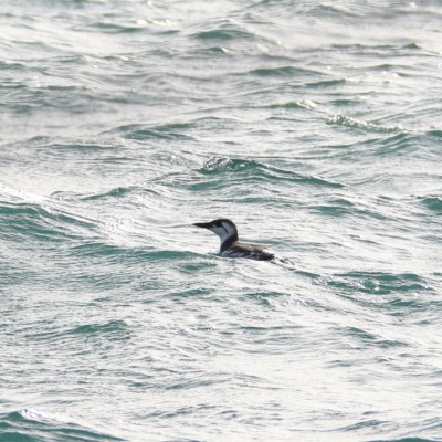 Guillemot swimming in wavy water.