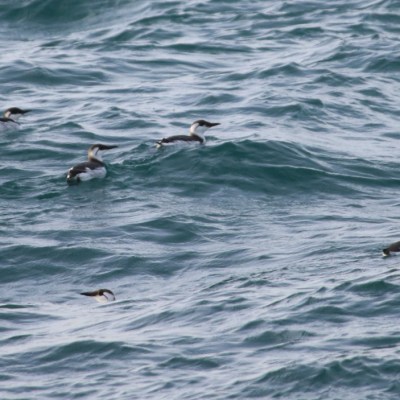 A group of seabirds swimming in wavy ocean water.