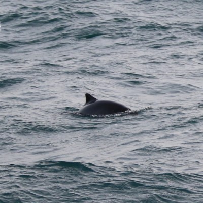 A dolphin's dorsal fin visible above sea waves.