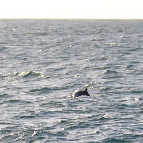 Porpoise fin visible above water in a vast ocean expanse.