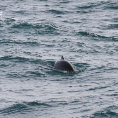 Porpoise dorsal fin above water in a wavy sea.
