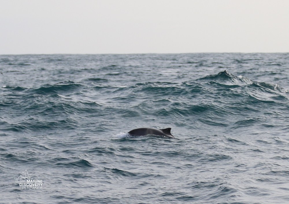 Porpoise fin surfacing in ocean waves under a cloudy sky.