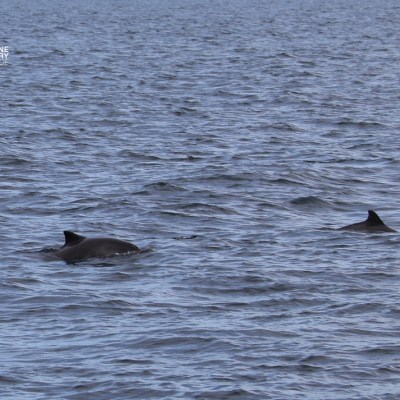 Two porpoises swimming in open water with visible dorsal fins.